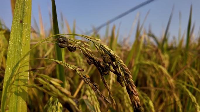 水稻病虫害 农业虫害 水稻虫害 叶斑病