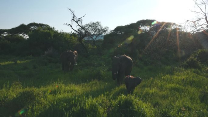 大象家族在阳光普照的草地上的宁静景象