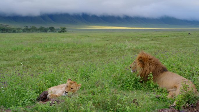 在坦桑尼亚的中心地带，雄狮和母狮斜倚在翠绿的草地上。雄伟的野生国王和王后在森林的一片草地上闲逛