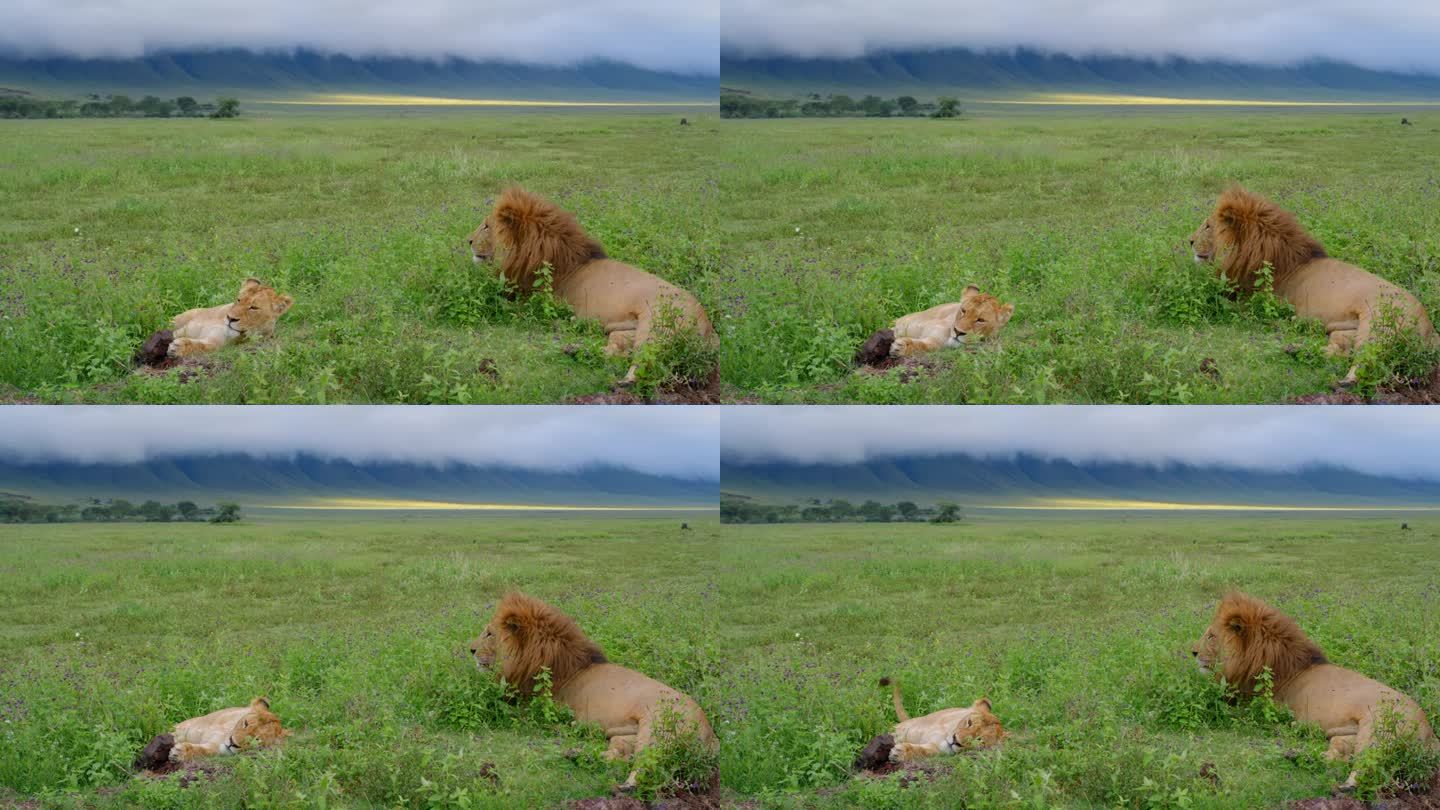 在坦桑尼亚的中心地带，雄狮和母狮斜倚在翠绿的草地上。雄伟的野生国王和王后在森林的一片草地上闲逛