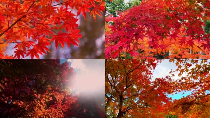 秋风枫叶红