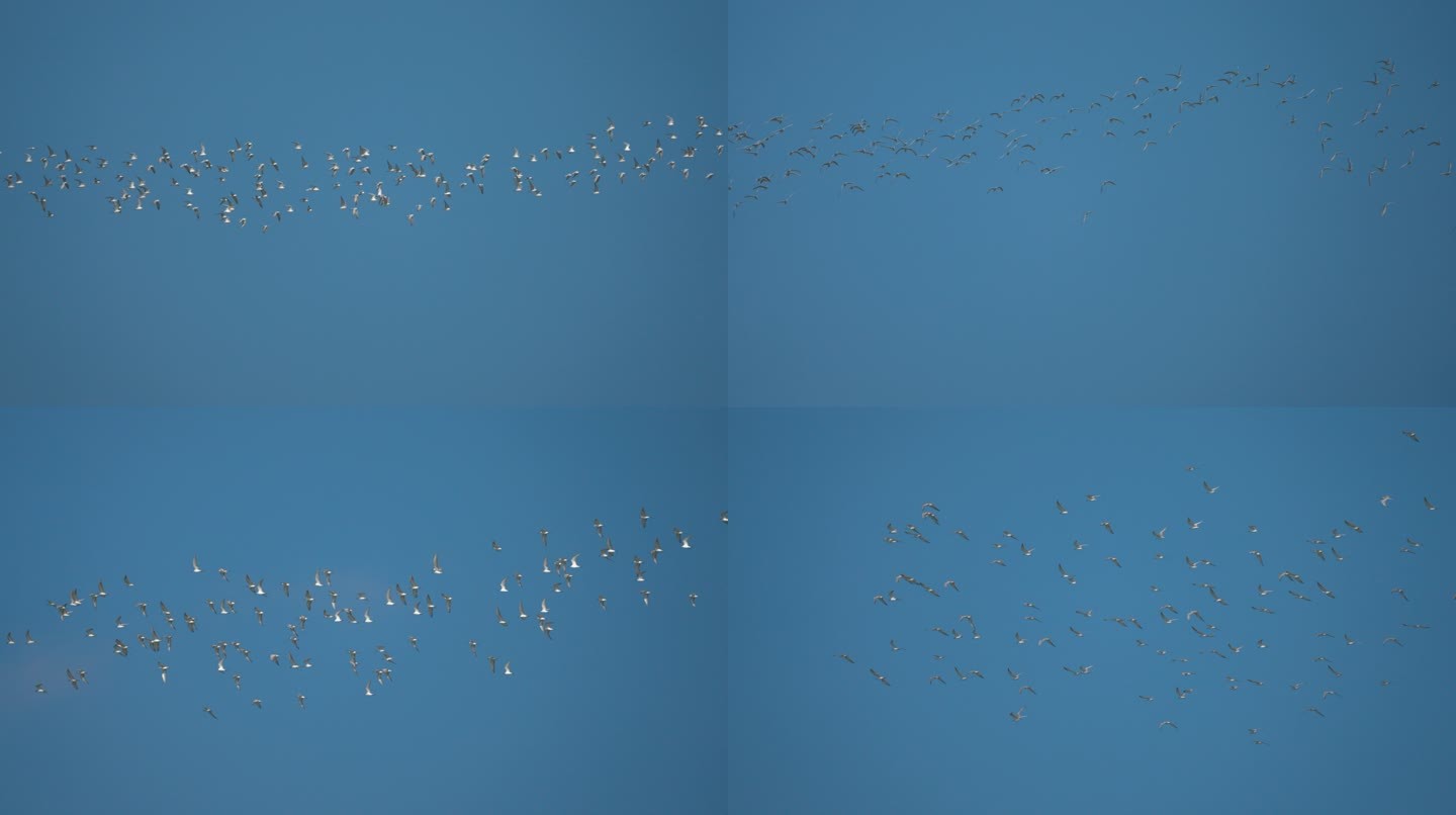 海鸥群飞-升格动画