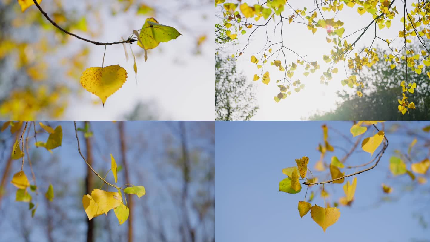 秋天 金黄的树叶