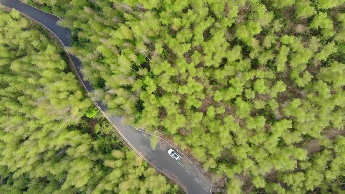 径山竹林山景