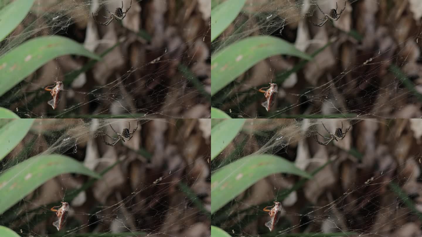 近距离拍摄野生阿根廷金蛛，它正在用网捕捉猎物作为食物。黄色的花园蜘蛛在它的网里抓一只昆虫