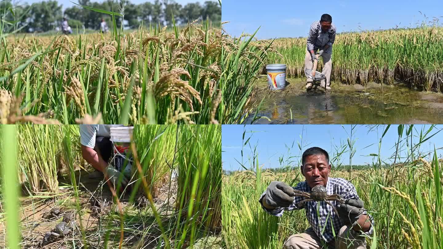 实景 蟹稻共生养殖