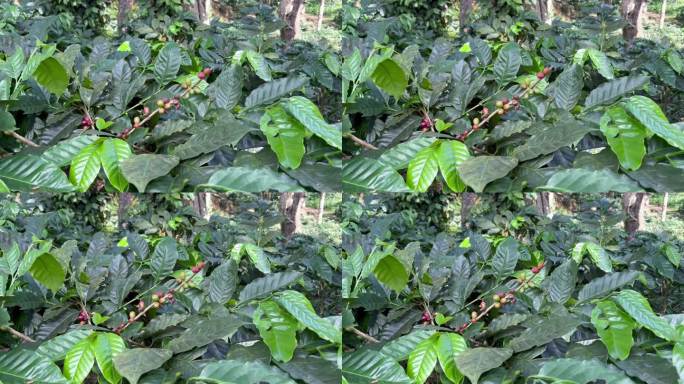 在一个庄园里，咖啡树和新鲜的咖啡豆一起生长