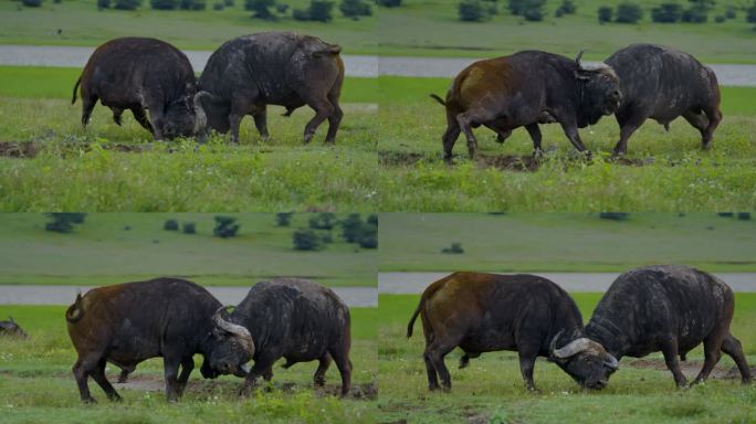 非洲水牛在坦桑尼亚森林的草地上展开了一场激烈的战斗，开普角水牛在一场激动人心的战斗中展示了原始的侵略