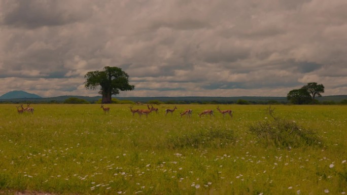 一群鹿在塔兰吉雷广阔的草地上平静地吃草