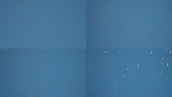 海鸥天空飞翔-升格动画