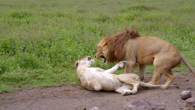 一只狮子和一只母狮子正在交配。在坦桑尼亚，一头狮子和一头母狮子在茂盛的绿树旁嬉戏。一只狮子和一只母狮
