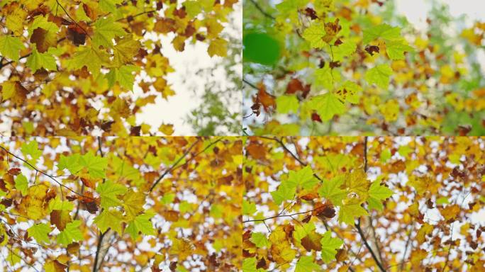 4k枯黄树叶入秋意境唯美空镜头