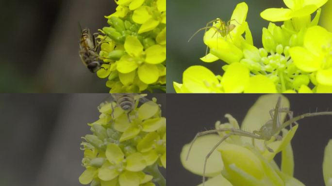高清 100帧 蜜蜂蚜蝇蜘蛛传粉油菜花1
