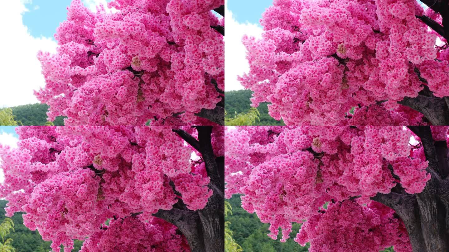 蓝天下樱花树和五彩斑斓的福带