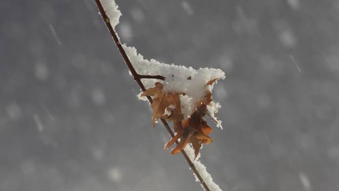 晚上雪景