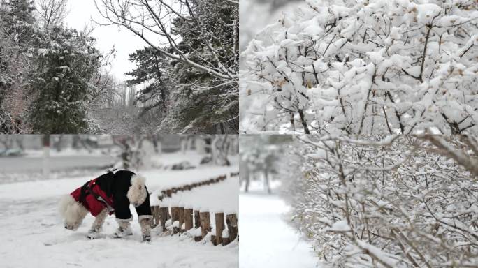 呼和浩特青城公园初雪