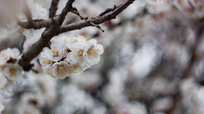 春天。白色的花，开在园中的树上，盛开着大自然的花朵。春天的花。心情，唤醒自然。