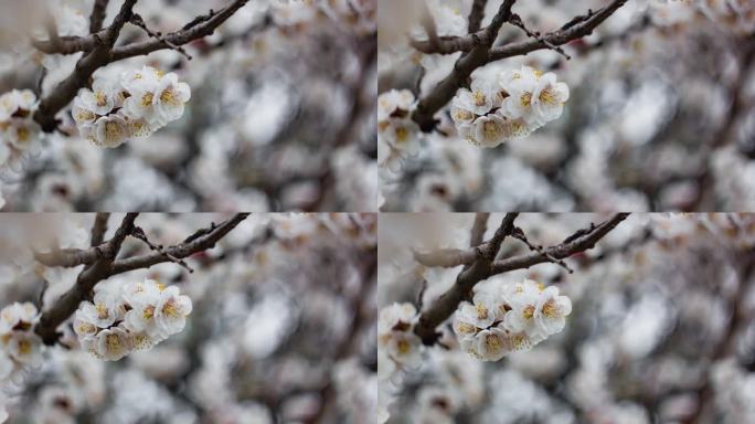 春天。白色的花，开在园中的树上，盛开着大自然的花朵。春天的花。心情，唤醒自然。