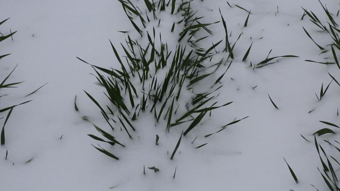 小麦与雪