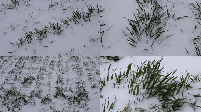 小麦与雪