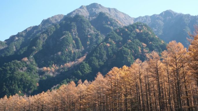 秋天的松林和山，日本上高知县
