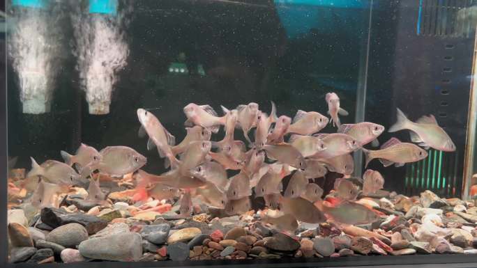 鱼群鱼缸鱼类鱼馆水摄影