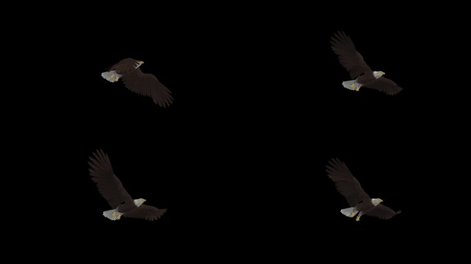 秃鹰-猛禽鸟-飞行循环环-侧低角度的看法近距离-阿尔法频道