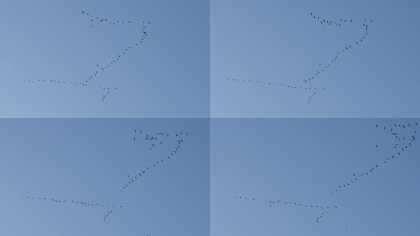 鸟排成V字形飞行。V形飞行队形的鸟群一起迁徙。迁徙的大鸟编队飞行。迁徙的大鸟编队飞行。