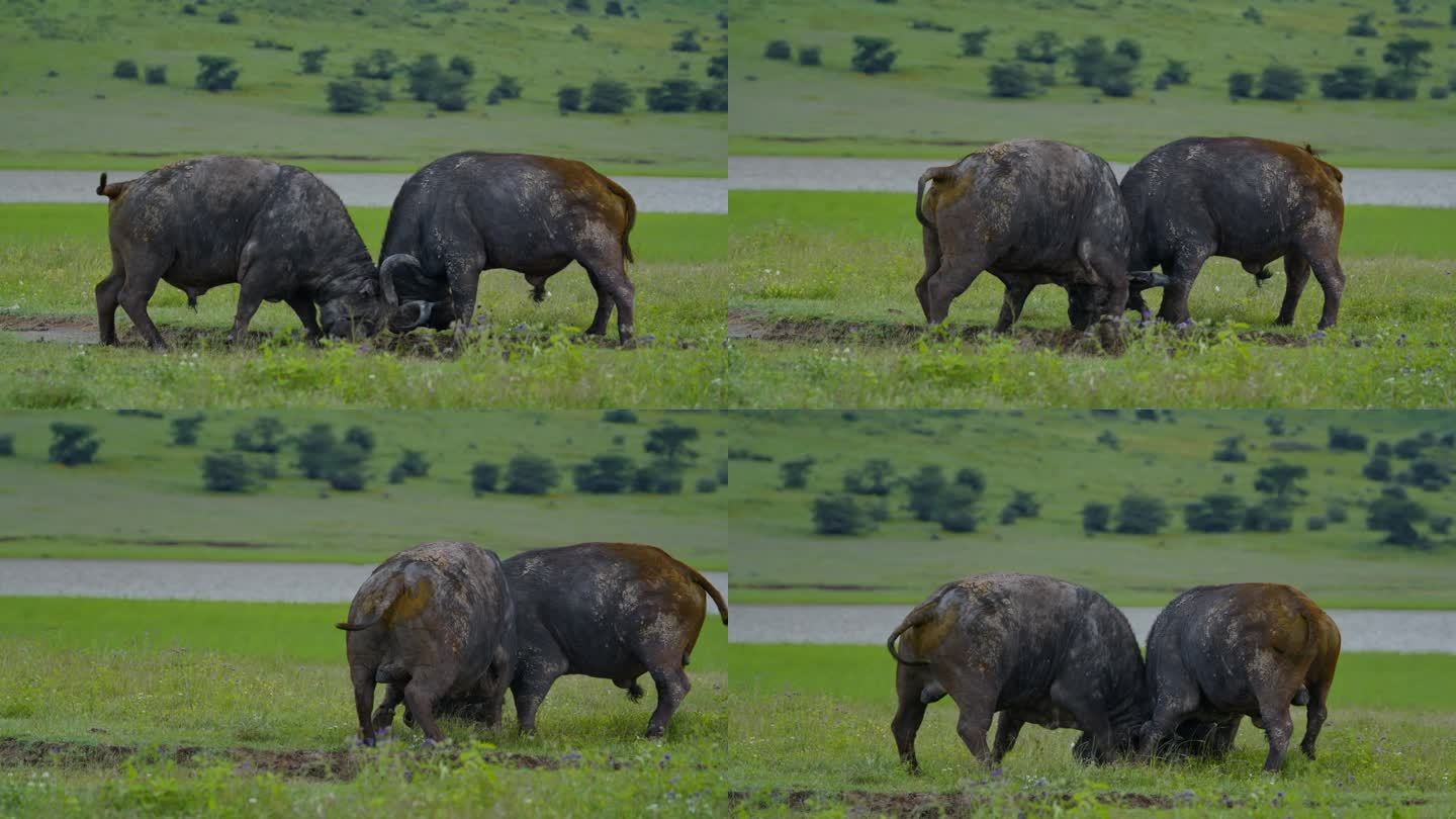 在一片草地上，非洲水牛之间发生了激烈的冲突，这是坦桑尼亚森林的有力证明。