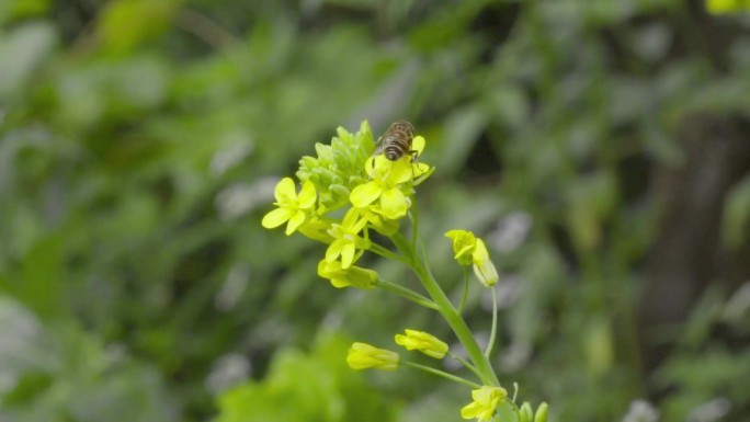 高清 100帧 蚜蝇 传粉 油菜花1