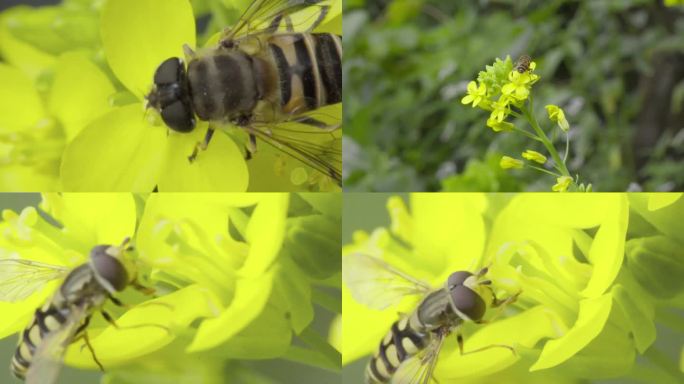 高清 100帧 蚜蝇 传粉 油菜花1