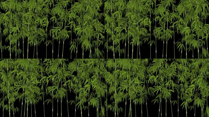 竹灌木-风环-阿尔法通道