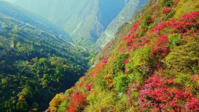 三峡红叶