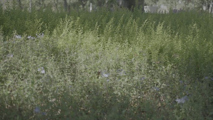 花草 树木 河边 公园花草 小花 城市