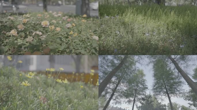 花草 树木 河边 公园花草 小花 城市