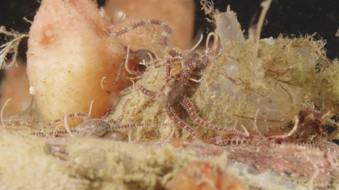 刺皮动物门，与星科海星相似。在海鞘中沿底部移动。白海