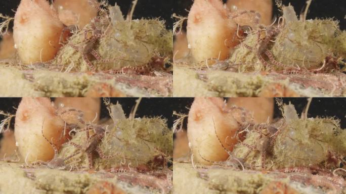 刺皮动物门，与星科海星相似。在海鞘中沿底部移动。白海
