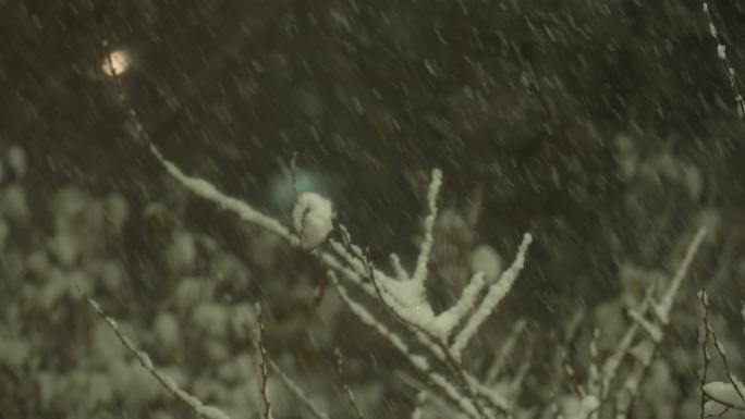 下雪 挂满枝头