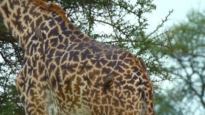 在塞伦盖蒂国家公园里，一只优雅的长颈鹿高高站着，与鸟儿们分享着它的空间，这是一幅和平共存的奇观