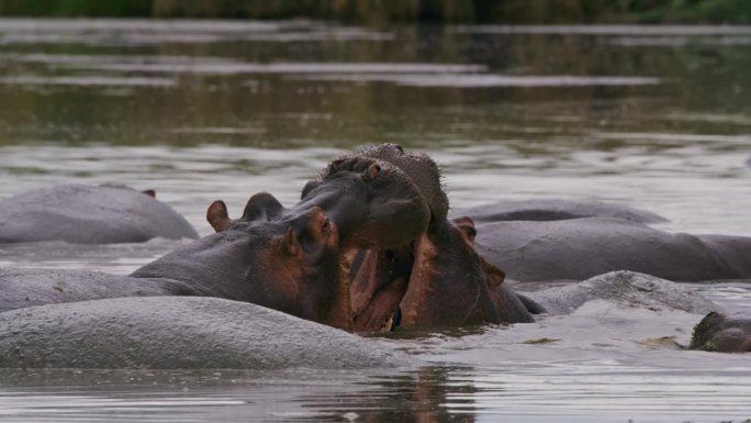 两只河马在塞伦盖蒂国家公园宁静的河流中张开嘴表达爱意。温暖人心的野生动物的迷人展示