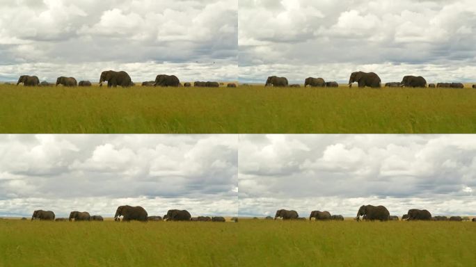 大象在塞伦盖蒂国家公园茂盛的草地上吃草的镜头。坦桑尼亚大草原森林里的厚皮兽群