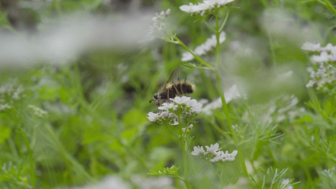 4k 自然 蜂虻传粉 芫荽花 不是蜜蜂1