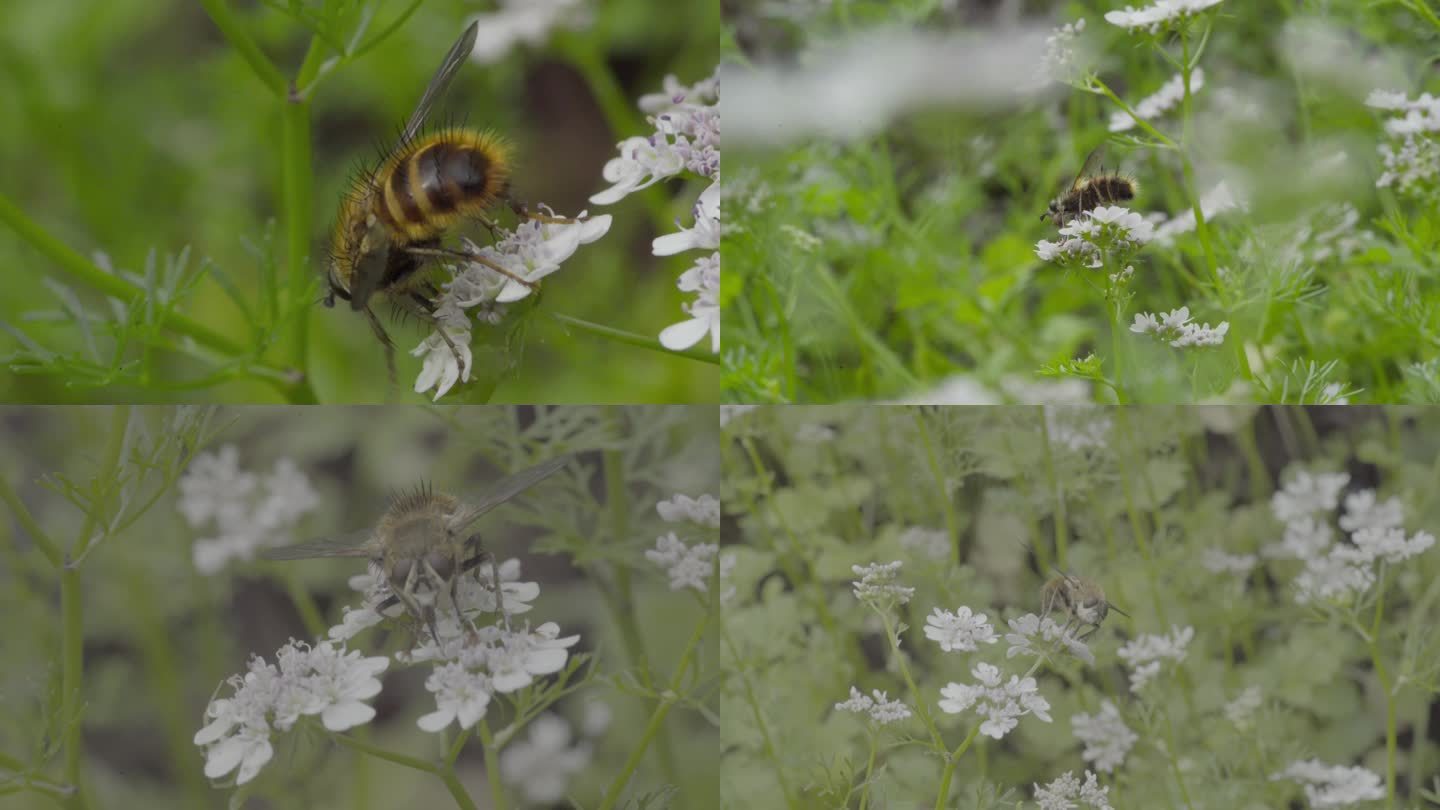 4k 自然 蜂虻传粉 芫荽花 不是蜜蜂1