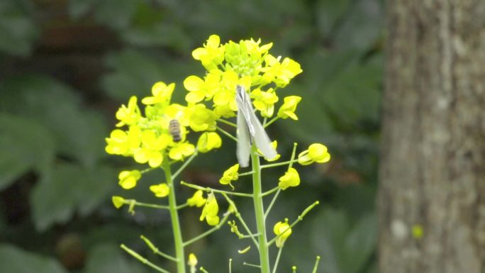 高清 100帧 蝴蝶 传粉 油菜花