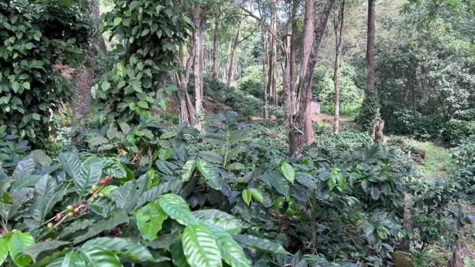 在一个庄园里，咖啡树和新鲜的咖啡豆一起生长