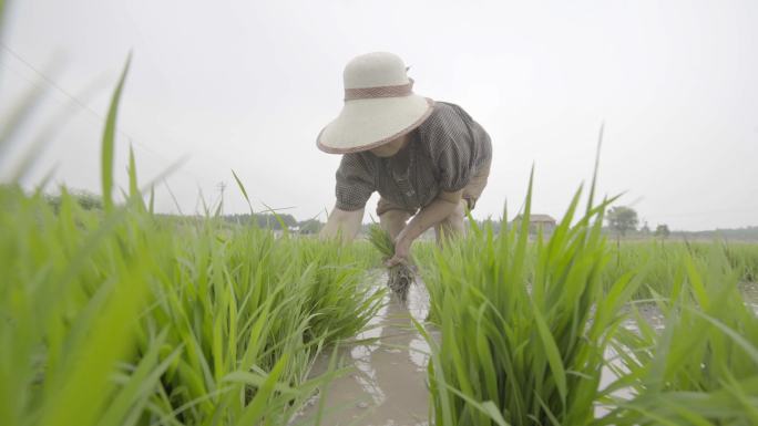 村民插秧