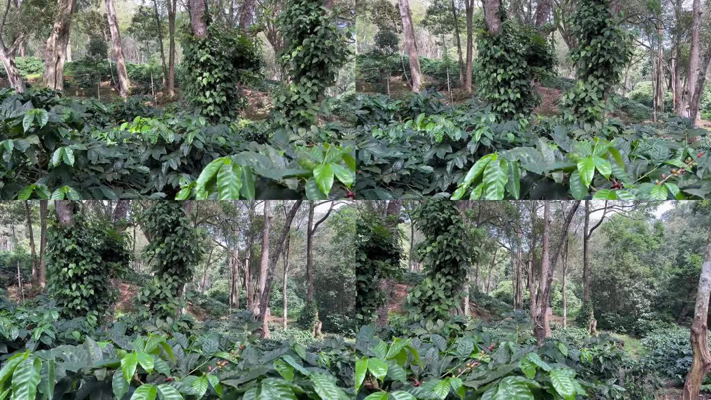 咖啡树与新鲜咖啡豆在庄园- 4k视频在60fps