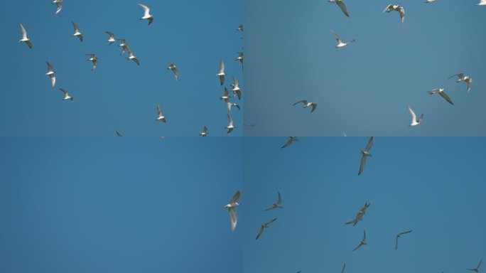 海鸥展翅-高速摄影