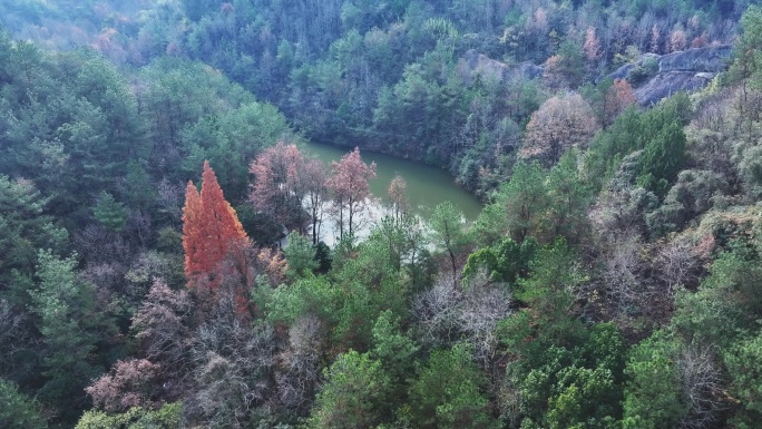 航拍秋天的山林公园树木