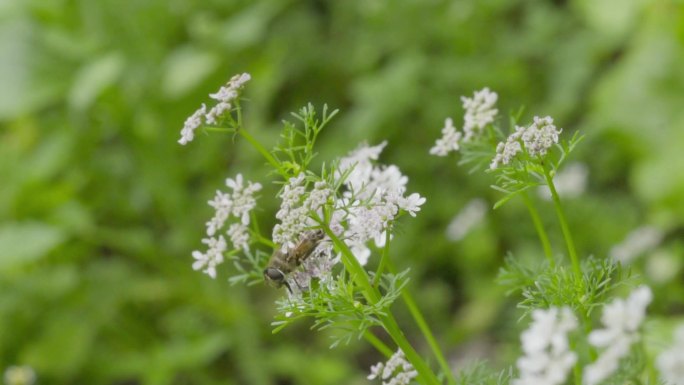 高清 100帧 蚜蝇传粉不是蜜蜂芫荽花4